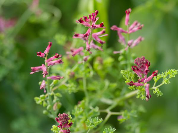 <h3><a href="/trips/ebro/biota/plantae/tracheophyta/magnoliopsida/ranunculales/papaveraceae/fumaria officinalis/fumaria officinalis-nl.html">Fumaria&nbsp;officinalis</a> / Common&nbsp;fumitory / Gewone&nbsp;duivenkervel</h3>OM-1 Mark II met OLYMPUS M.300mm F4.0, 1/2000 sec  bij F4.0, ISO 2000, afstand 1.895&nbsp;m